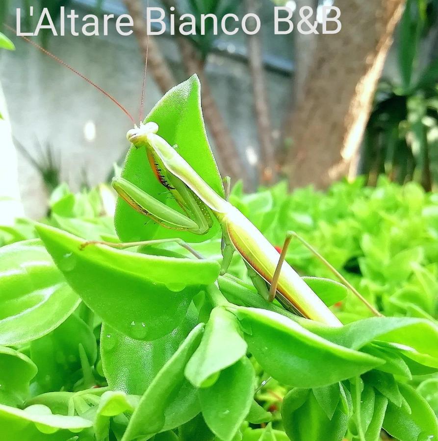B&B L'Altare Bianco Vieste Exteriér fotografie